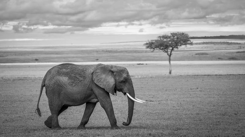 Kruger National Park
